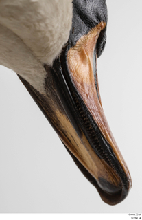 Mute swan beak head mouth 0001.jpg